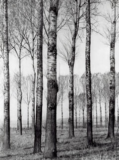 Albert Renger-Patzsch: „Pappeln im Wiesengelände“, veröffentlicht in: Bäume, 1962