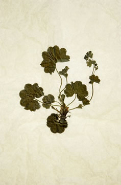 Peter M. Kubelka: „alchemilla/Frauenmantel“, 2008