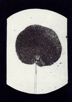 Robert Koch (Umkreis): „M. Mucedo 40x. Ein großes Sporangium, etwas gedrückt, so daß die Columella sichtbar ist (Köpfchenschimmel)“, o.J.