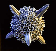 Manfred Kage: „Siliziumwelten: Radiolarie, 350: I“, 2003